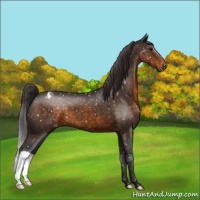 Horse Color:Buckskin Snowflake Varnish