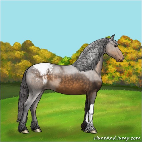 Horse Color:Buckskin Appaloosa 