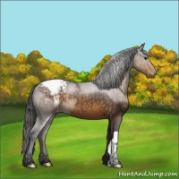 Horse Color:Buckskin Appaloosa 