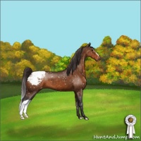 Horse Color:Buckskin Appaloosa 