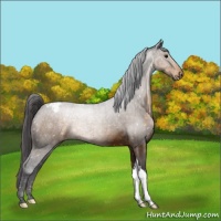 Horse Color:Buckskin Appaloosa 