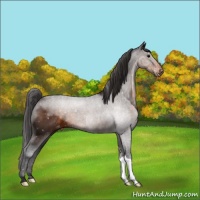 Horse Color:Buckskin Snowcap 