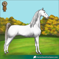 Horse Color:Buckskin Snowcap 
