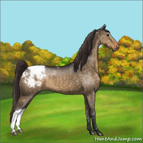 Horse Color:Buckskin Dun Appaloosa 