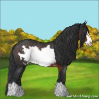 Horse Color:Brown Frame Rabicano