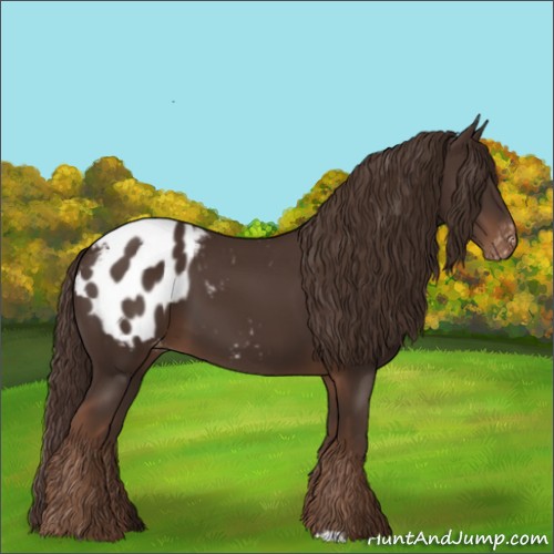 Horse Color:Liver Chestnut Appaloosa 