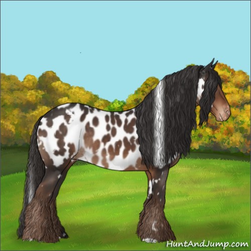 Horse Color:White Spotted Liver Chestnut Appaloosa Rabicano