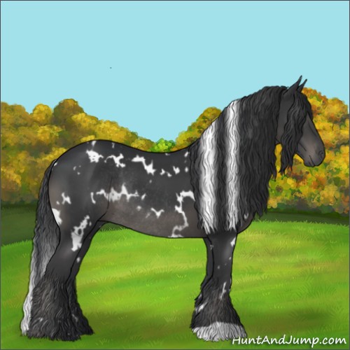 Horse Color:White Spotted Black Rabicano 