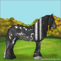 Horse Color:White Spotted Black Rabicano 