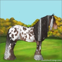 Horse Color:White Spotted Liver Chestnut Appaloosa Rabicano
