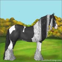 Horse Color:Black Sabino Tobiano 