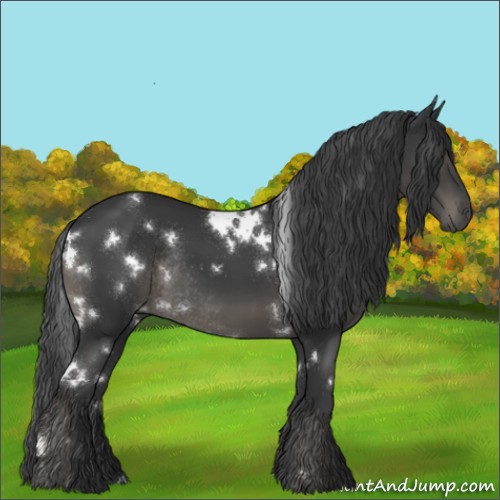 Horse Color:White Spotted Black Rabicano 