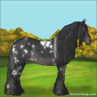 Horse Color:White Spotted Black Rabicano