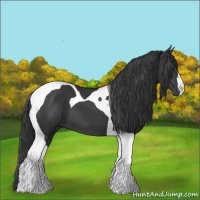 Horse Color:Black Tobiano