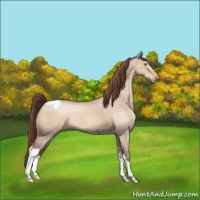Horse Color:Amber Champagne Dun Appaloosa 