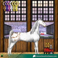 Horse Color:Silver Buckskin Blanket 