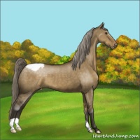 Horse Color:Chocolate Palomino Dun Appaloosa 