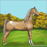 Horse Color:Palomino Appaloosa