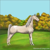 Horse Color:Cremello Snowcap 