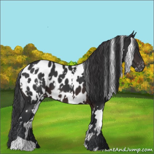 Horse Color:White Spotted Brown Appaloosa 