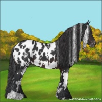 Horse Color:White Spotted Brown Appaloosa 