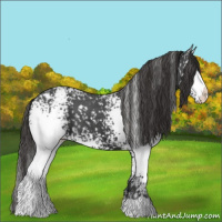 Horse Color:White Spotted Liver Chestnut Appaloosa 