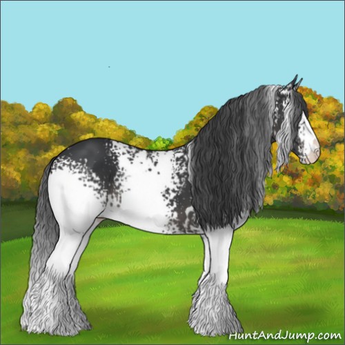 Horse Color:White Spotted Black
