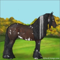 Horse Color:White Spotted Brown 
