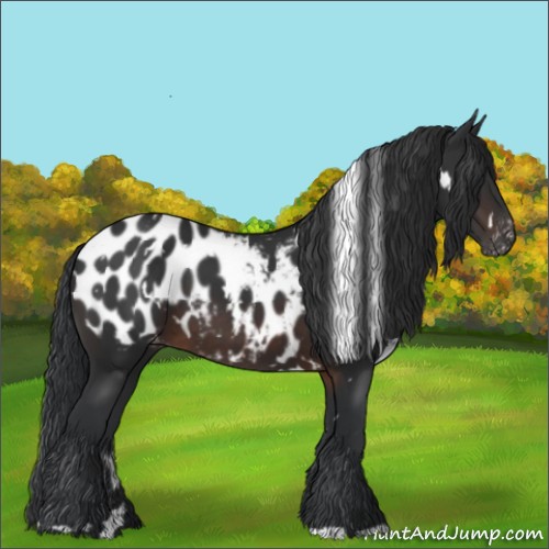 Horse Color:White Spotted Brown Blanket