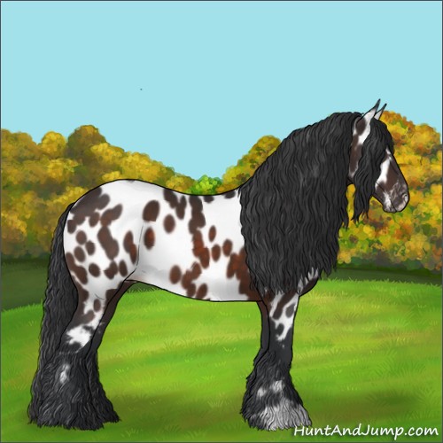 Horse Color:Brown Appaloosa