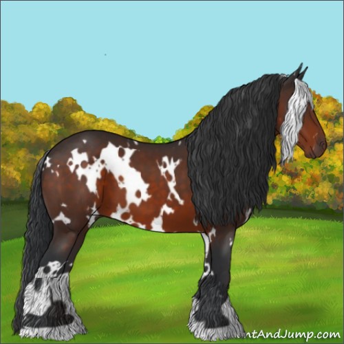 Horse Color:White Spotted Brown