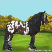 Horse Color:White Spotted Brown Blanket 