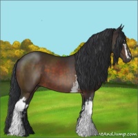 Horse Color:White Spotted Brown 