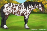 Horse Color:Bay Appaloosa and Bay Appaloosa