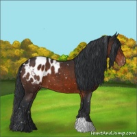 Horse Color:Brown Appaloosa 