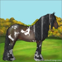Horse Color:White Spotted Brown 
