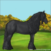 Horse Color:Black 