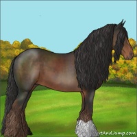 Horse Color:Liver Chestnut 