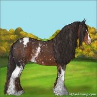 Horse Color:White Spotted Liver Chestnut Appaloosa 