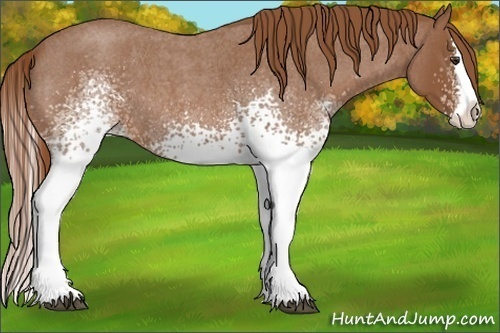 Horse Color:White Spotted Red Roan Splash 