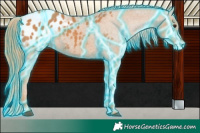 Horse Color:Thunderstruck Chestnut Appaloosa 