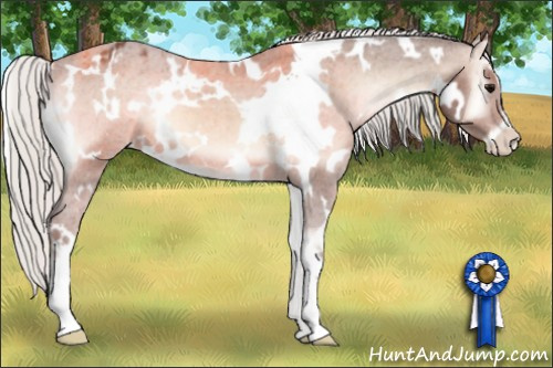 Horse Color:White Spotted Silver Brown Onyx Sabino Appaloosa 