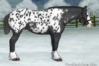 Horse Color:Black Splash Appaloosa