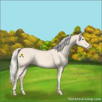 Horse Color:Cremello Splash  and Cremello Splash 