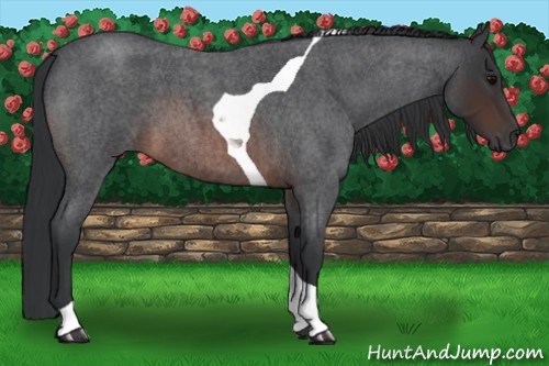 Horse Color:Brown Roan Tobiano 