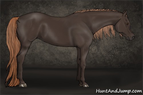 Horse Color:Liver Chestnut