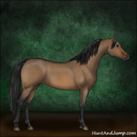 Horse Color:Gray Bay Roan Dun 