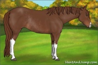 Horse Color:Chestnut Rabicano