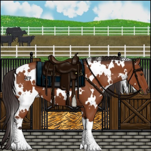 Horse Color:White Spotted Bay 