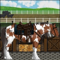 Horse Color:White Spotted Bay 